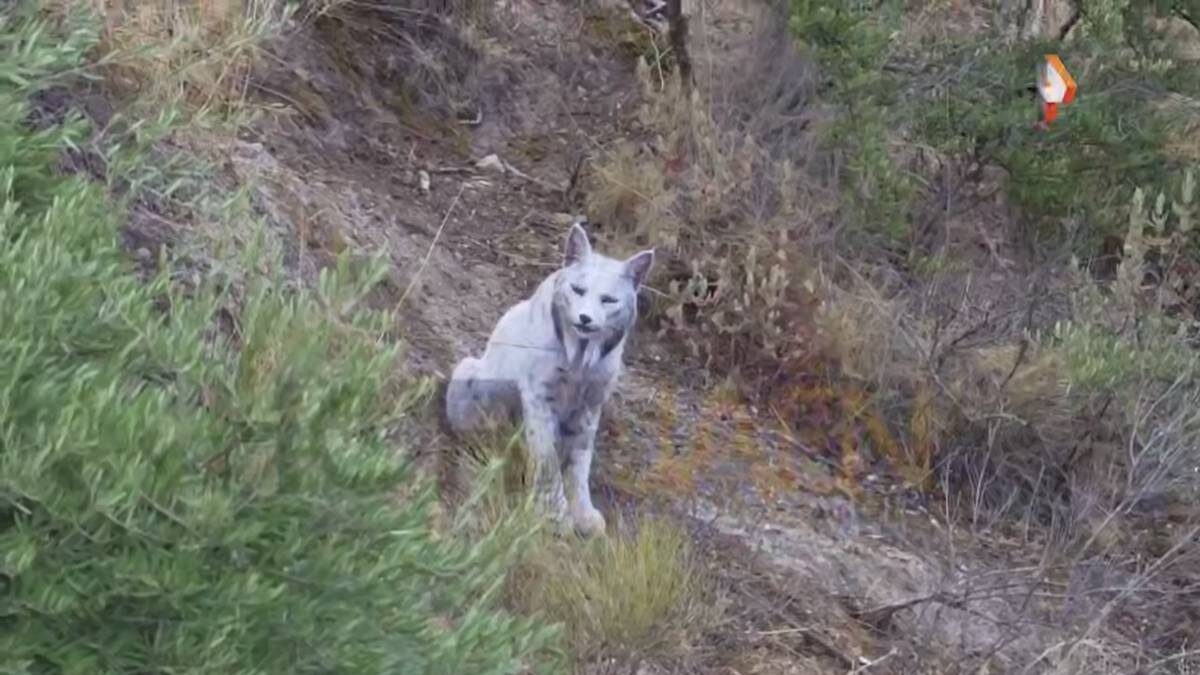    Фото: Скриншот Рен ТВ