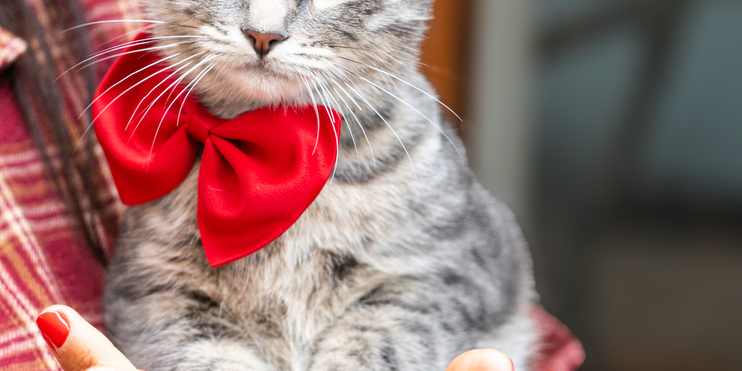 Пепельная кошечка-подросток подобранная с улицы очень ищет семью.