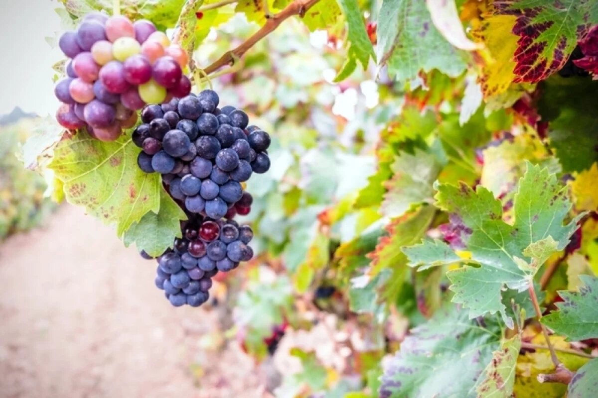    Всегда сверяй по признакам готовности лозы: листья хотя бы частично опали, лоза буро-коричневая, ломкая, ночами стабильно около или ниже 0 °C.