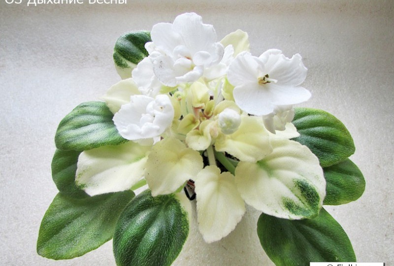 Купила 50 фиалок листом: какие мне «подсунули» — показываю