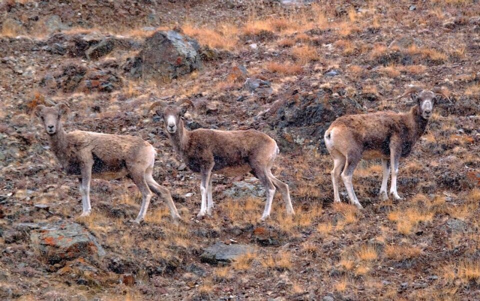    Самки аргали. Источник: Виктор Конев / t.me/sailugem