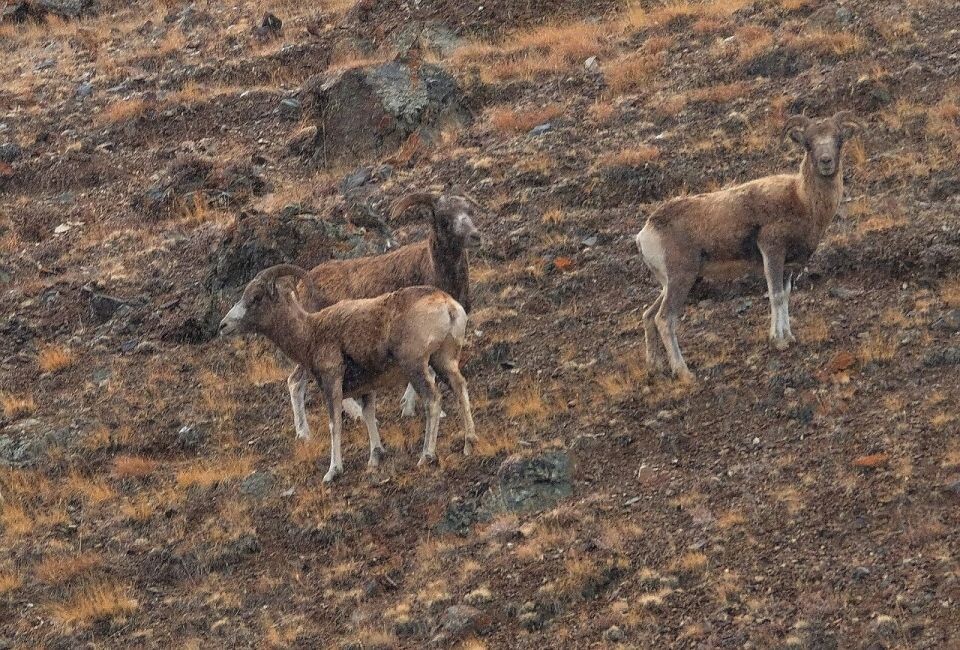    Самки аргали. Источник: Виктор Конев / t.me/sailugem