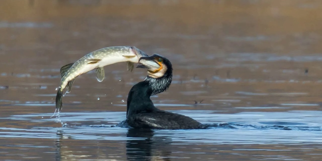 Птицы Проглоты! Удивительные птицы, заглатывающие целиком крупную добычу