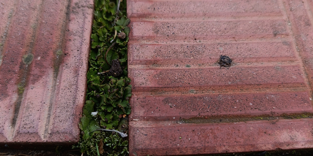 Уничтожаю лишайники. А главное - маршанцию, хоть она и мох