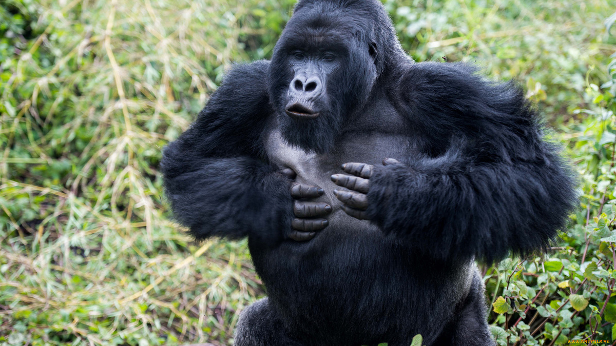 Фото с сайта: https://picvault.ru/skachat-fotku-gorilly-2.html