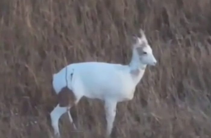 Скриншот видео Минприроды НСО.