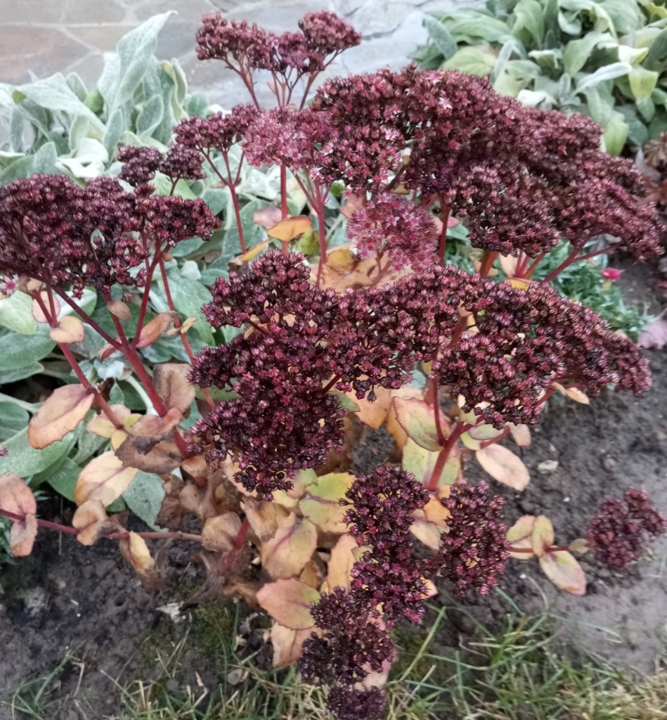  Очиток осенью