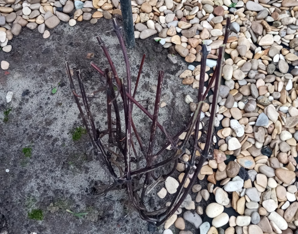  Обрезка гортензии