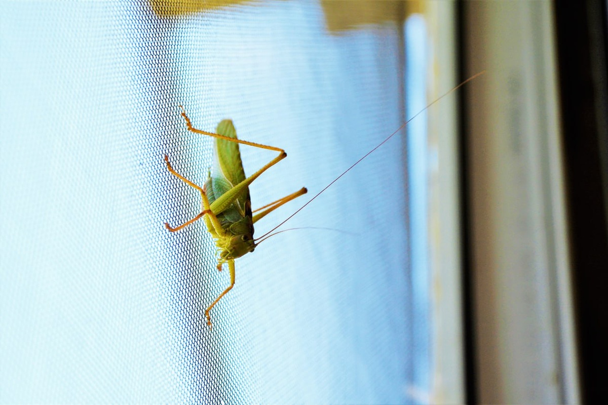 Фото: Гала Амарандо