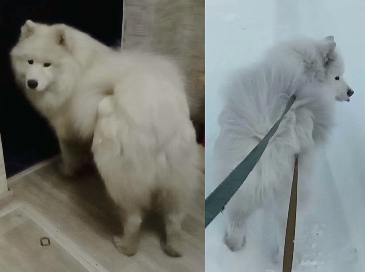 Слева Умка расчесанный, справа лохматый.