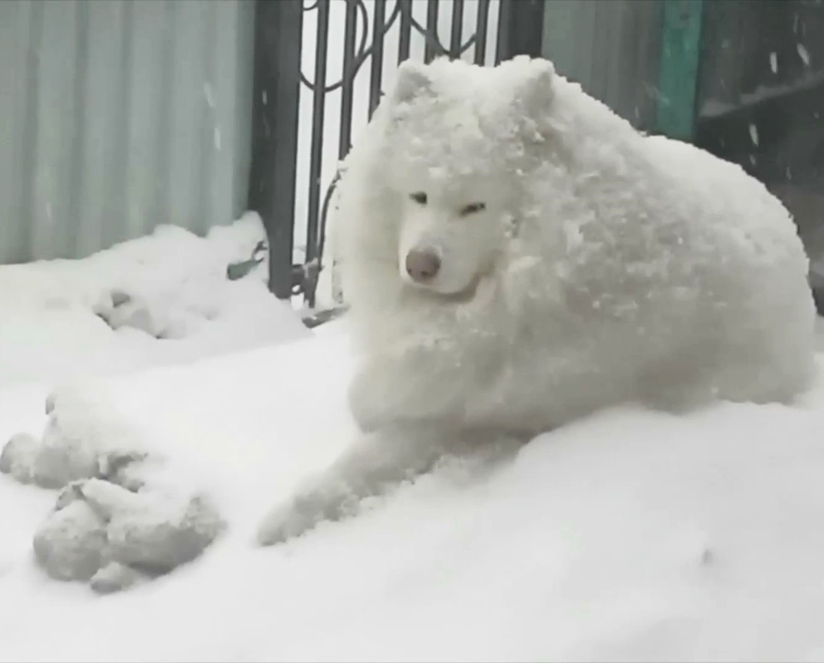 - Зачем меня расчесывать?! Ветер расчешет, снег почистит.