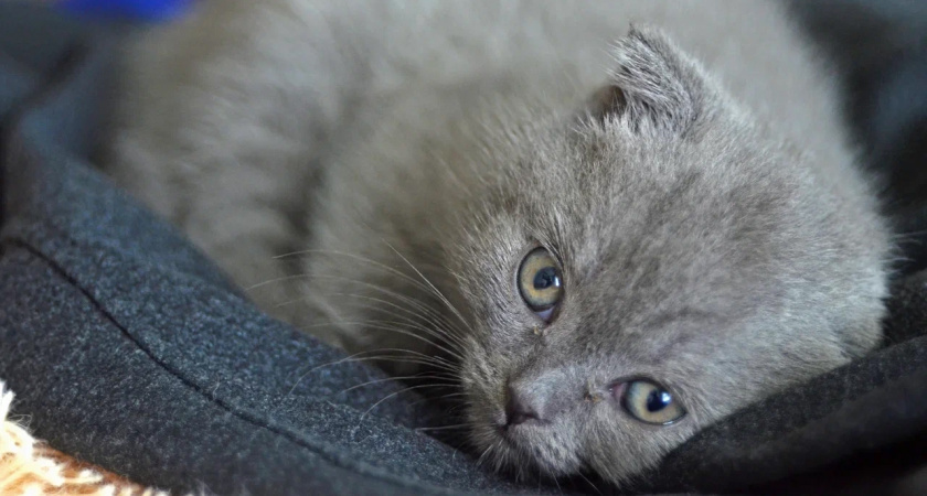    Королевы нежности: 4 самых ласковых пород кошек - обожают, когда их берут на руки