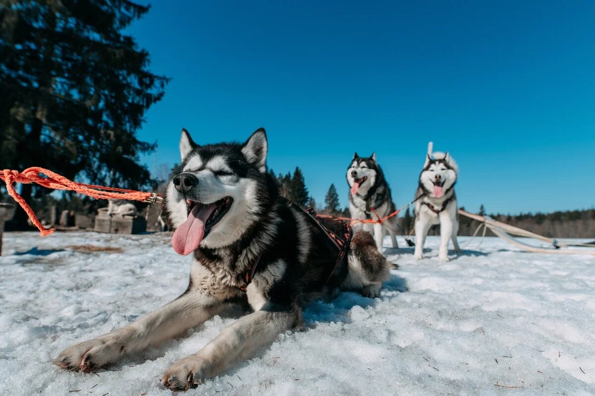 Планируете встретить новый год в Карелии 2026? Рассказываем, как выбрать тур, что посмотреть в Рускеале и на водопаде Кивач зимой, и как избежать очередей на хаски и снегоходы. Готовые маршруты и цены внутри.