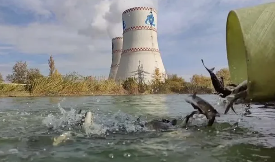 Зачем работающей аэс нужны рыбы. Что они там делают для энергии