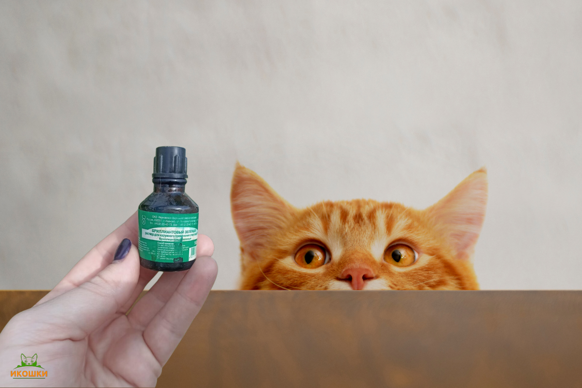 Можно ли кота мазать зелёнкой