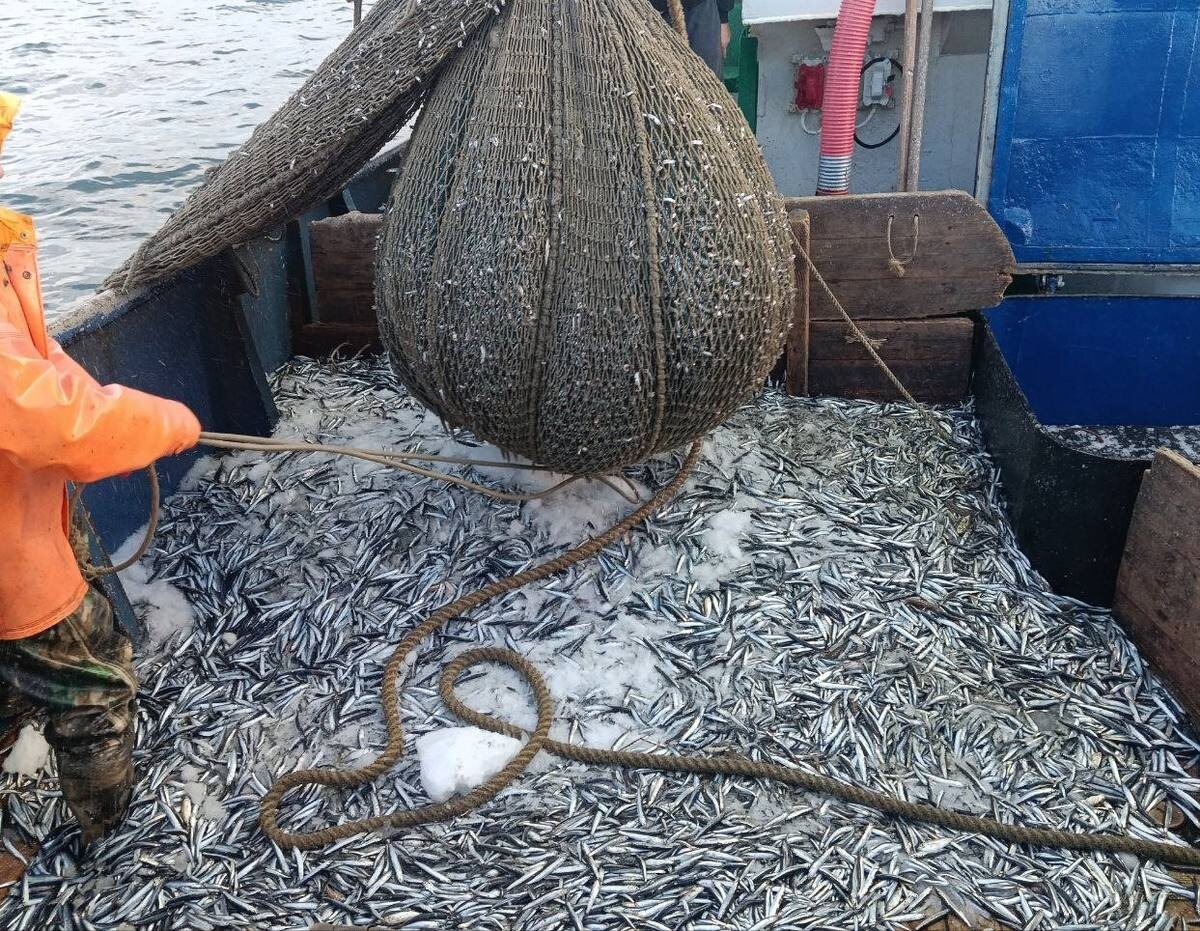    Фото пресс-службы Всероссийского НИИ рыбного хозяйства и океанографии