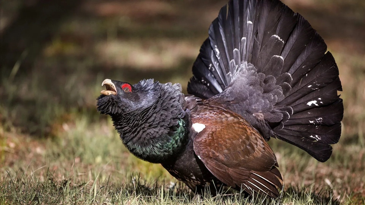 Фото с сайта: https://wishescards.ru/gluxar/tokuet/