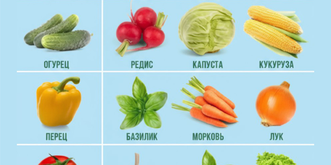 🌱 Неправильные соседи на грядке: кого не стоит сажать вместе