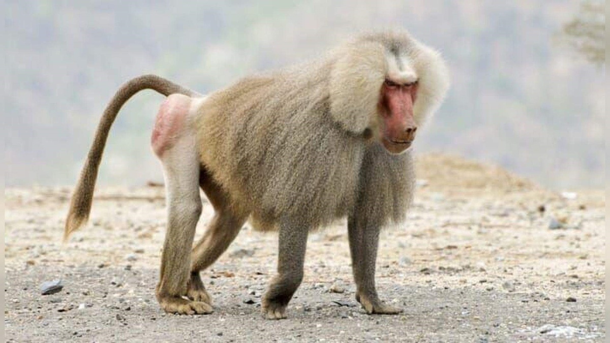 Фото с сайта: https://go3.lv/ru/live_tv/national-geographic-wild,live-6343901/silneishie-hishniki,programme-7581059