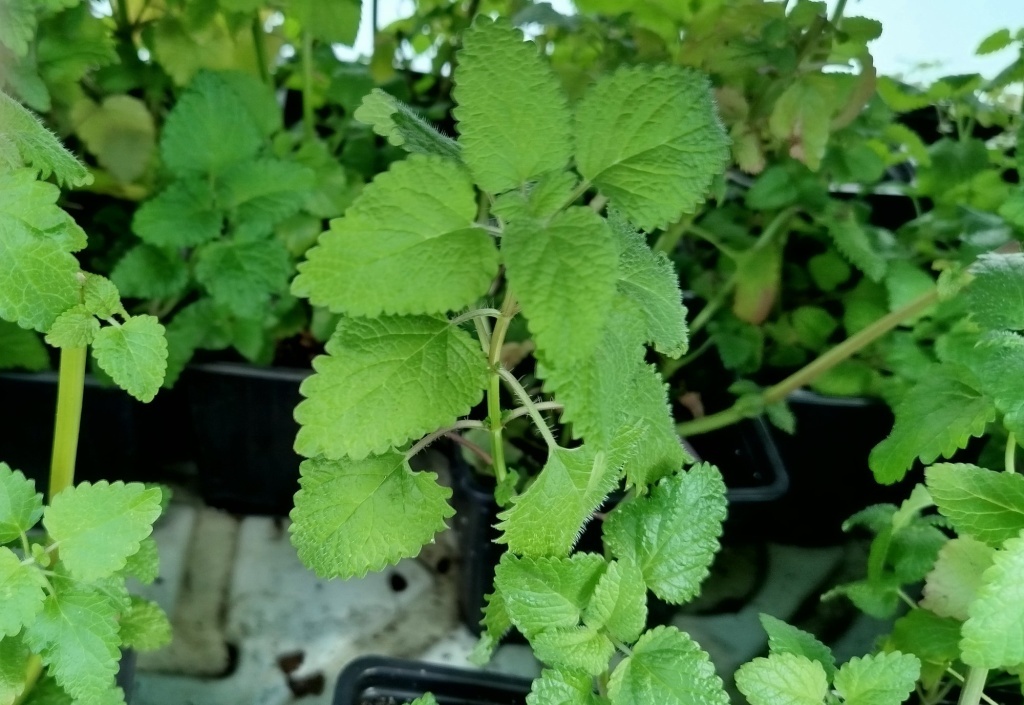  Мелисса лекарственная, рассада