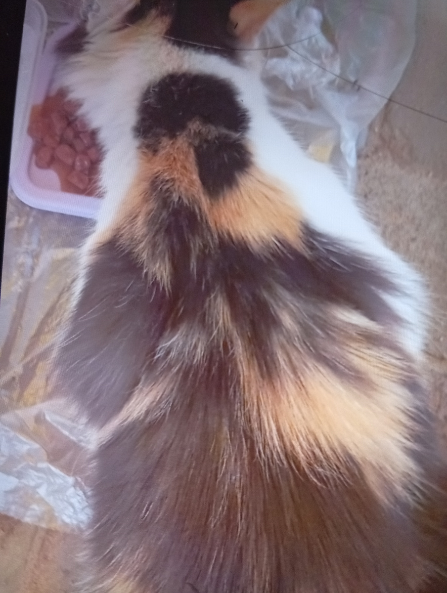 Кошечка Луша, два дня назад принесла из Перевоза, до этого видела где то месяц назад, не смогла поймать, это повезло. 