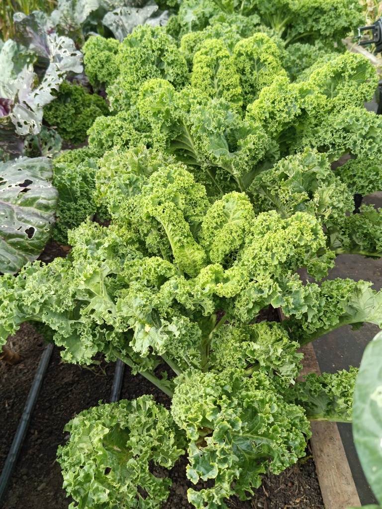  Высота растений не более полуметра