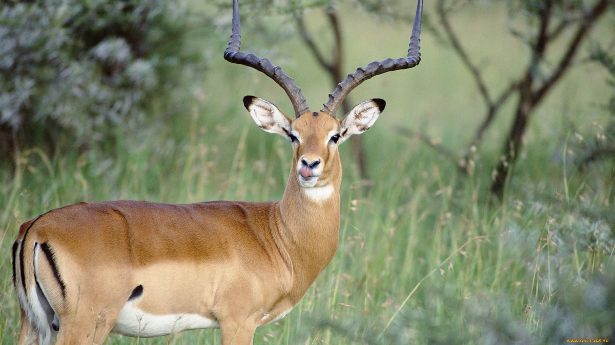 Фото с сайта: https://artfile.me/download/zhivotnye-antilopy-gazel-628669/1920x1080