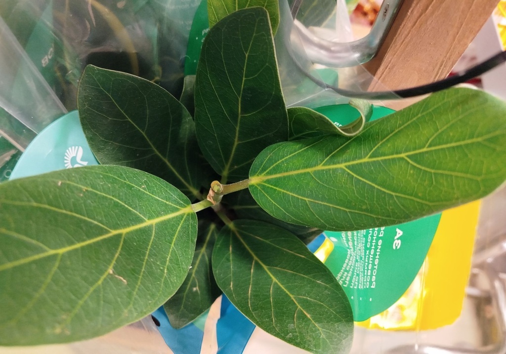  Фикус Бенгальский