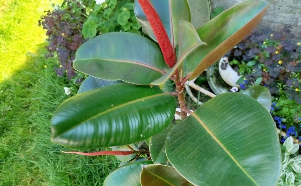  Фикус Эластика Бургунди