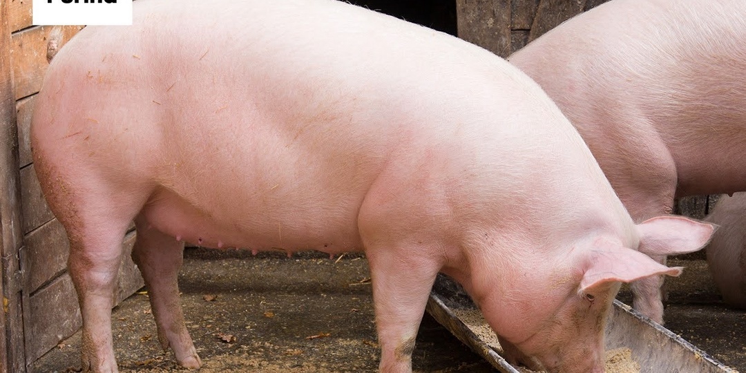 🐖 Сальный, мясной и беконный откорм свиней