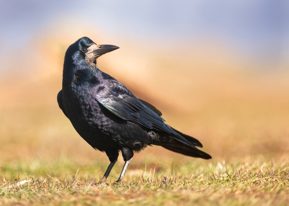    Shutterstock/FOTODOM