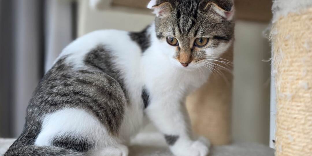 Кошечка ЛЁЛЯ ищет дом🏡