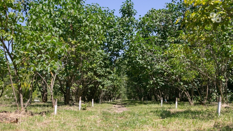      Фото: Валерия Алтухова / / ИА «Победа26»