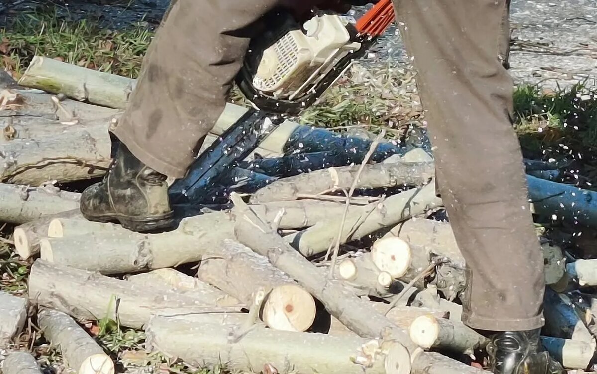    Лесничего в Удмуртии задержали за нелегальную рубку на 3 млн рублей