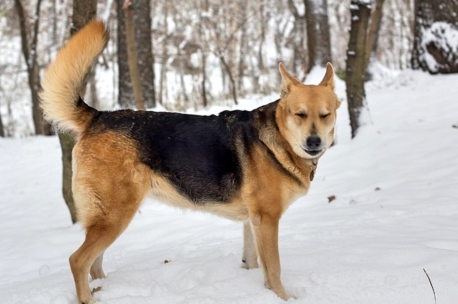 Василиса. 2007-2020