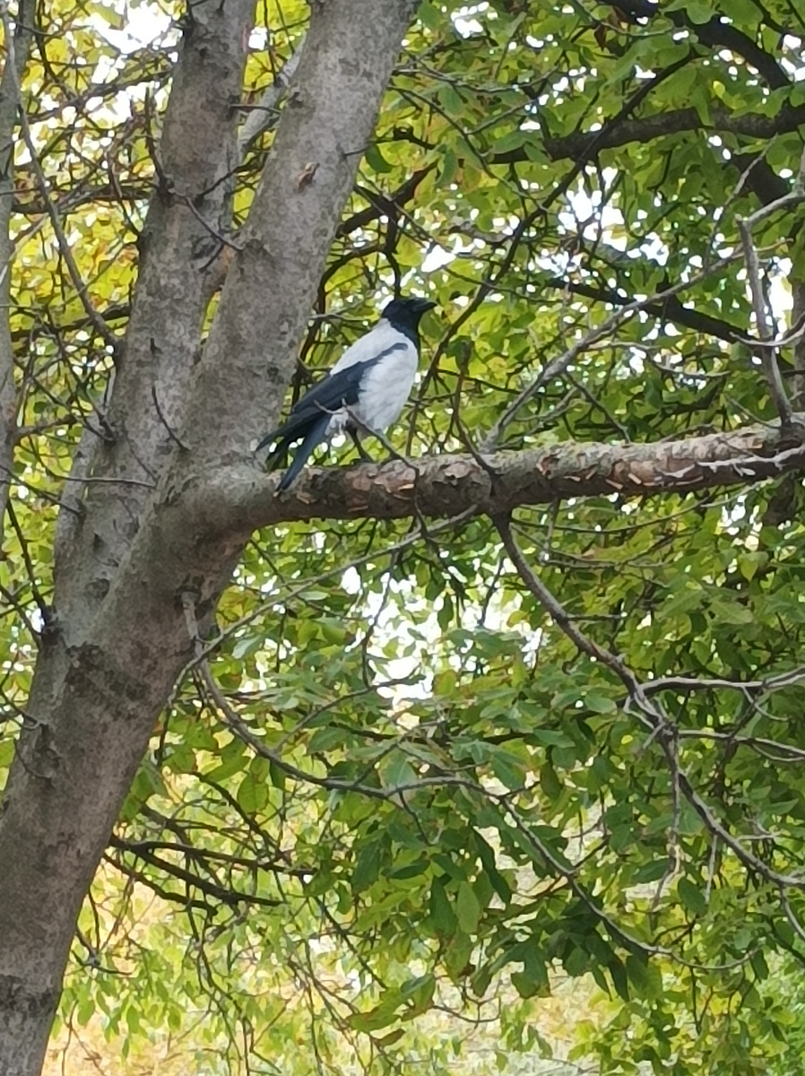 Вороны- вечные соперники грачей за еду зимой в Ростове-на-Дону