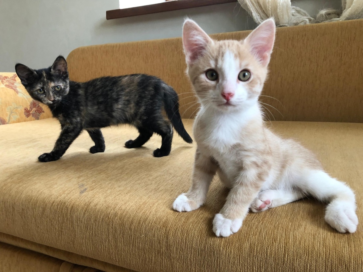 Маня и Стёпа