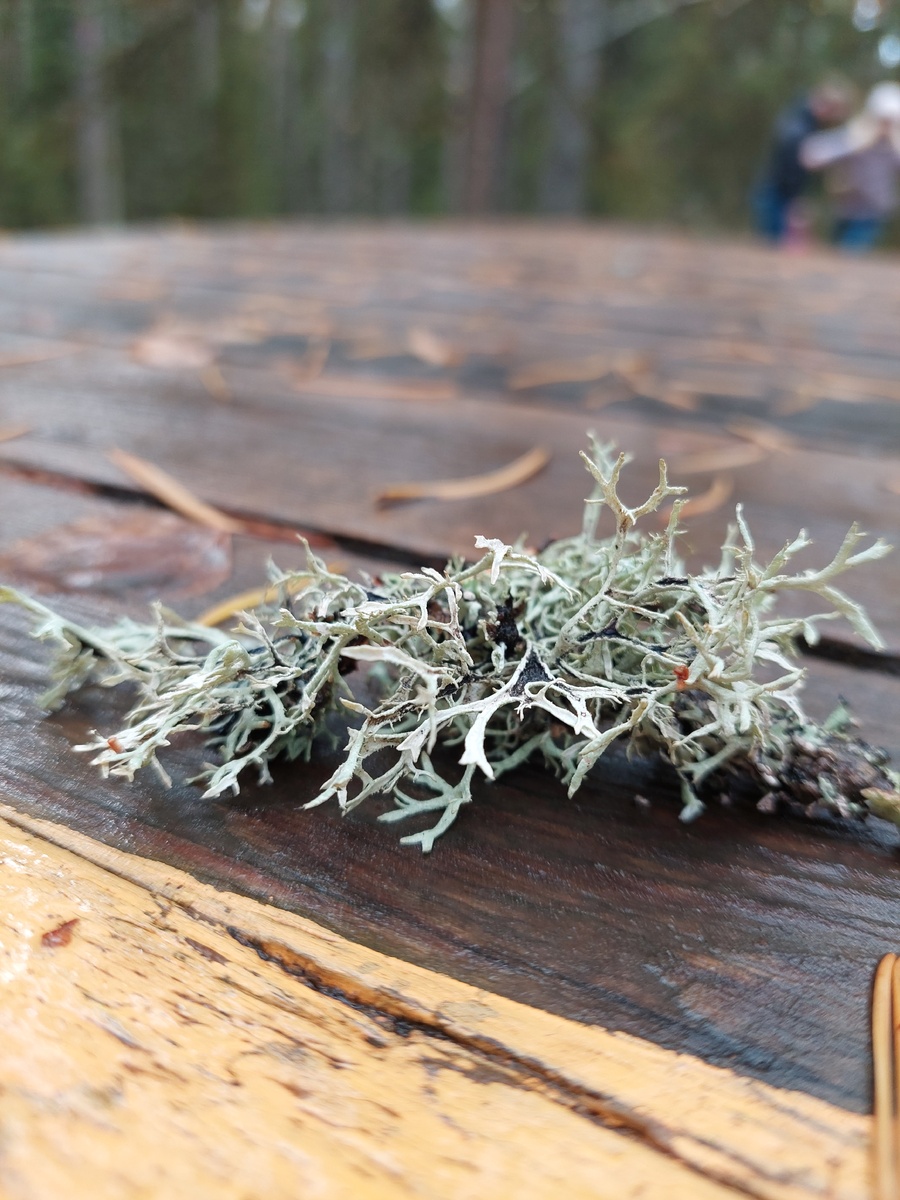 Парк "Илоранта-2", экотропа