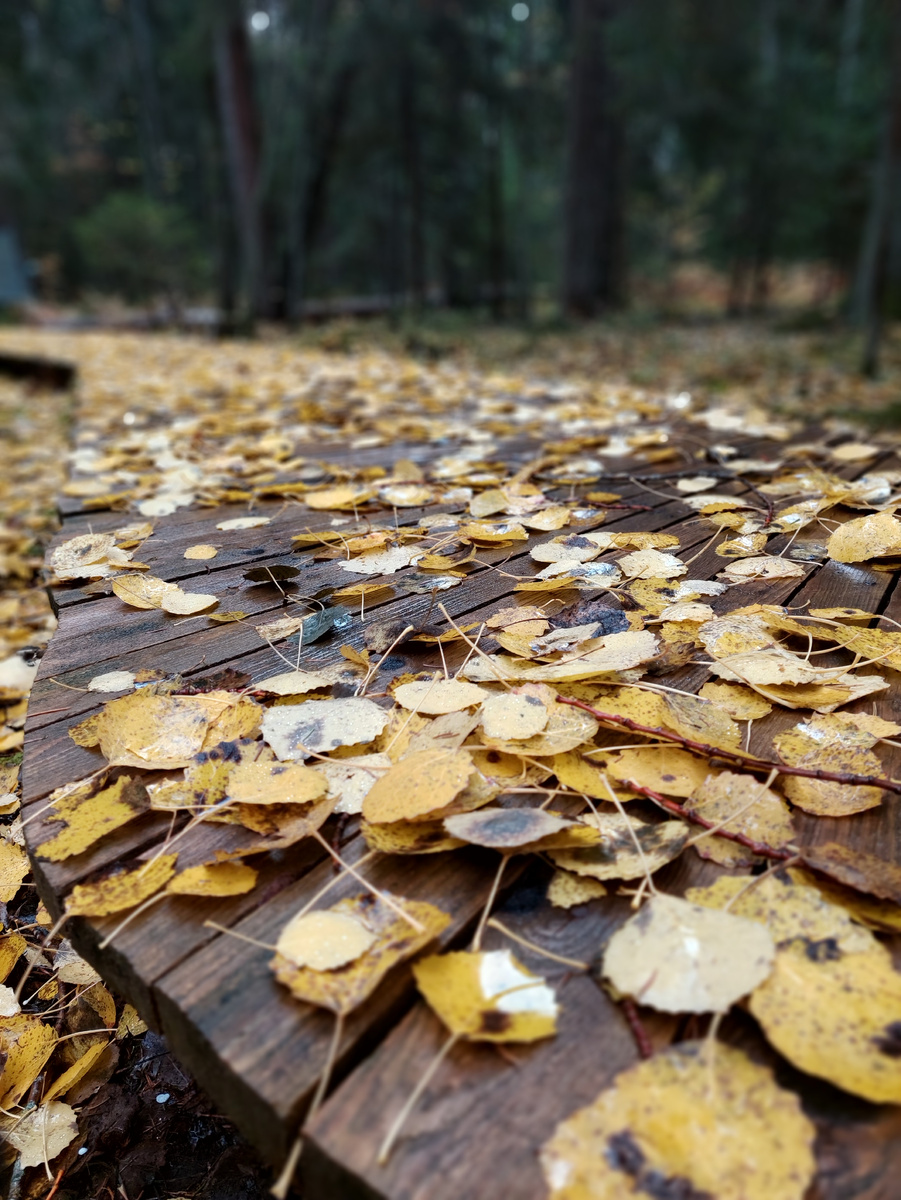 Парк "Илоранта-2", эко тропа