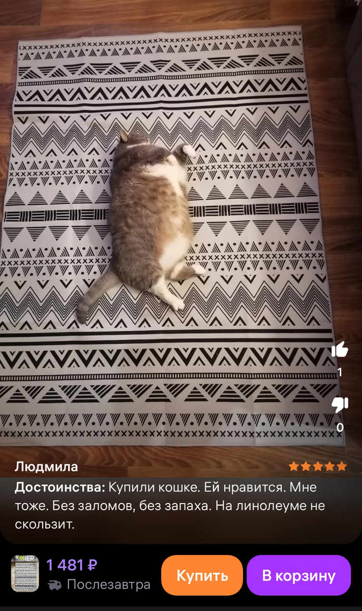 Кошка умеет жить красиво