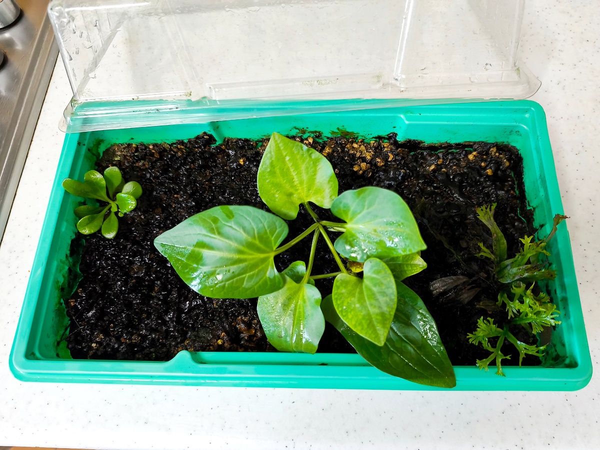 Пропало несколько кустов Самолуса