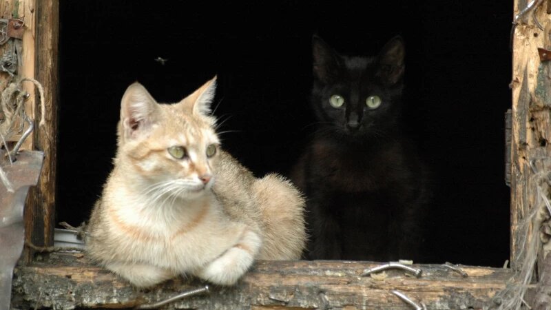     Кошки. Кошка. Кот. Дмитрий Кудрявцев, altapress.ru