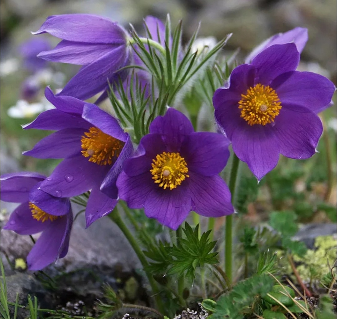 Пока только мечтаю о такой красоте в своем саду.