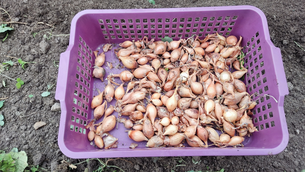 Не всякий лук подходит для посадки под зиму.