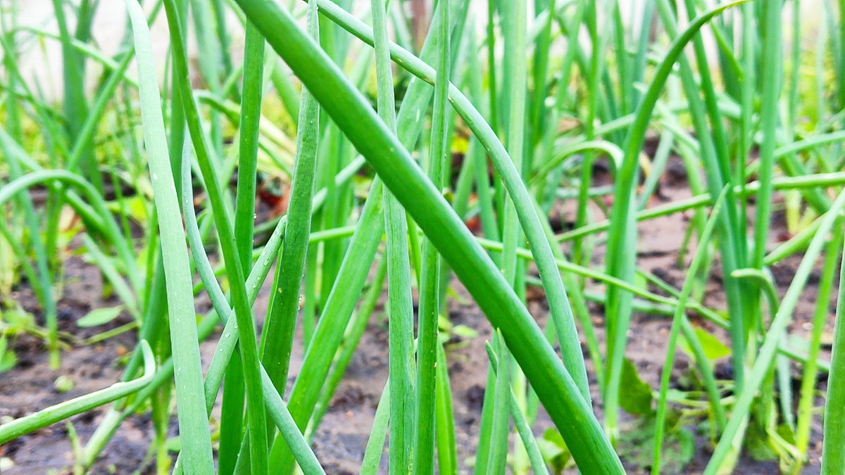 Весной труд окупается сполна! Уже в мае будете наслаждаться с грядок нежными зелеными стрелками, а чуть позже соберёте отличный урожай крупных  луковиц.