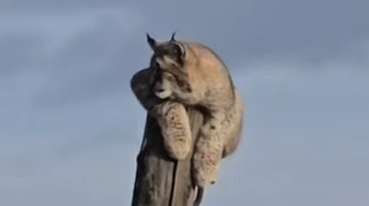    Фото: Скриншот с видео / 112 / Telegram