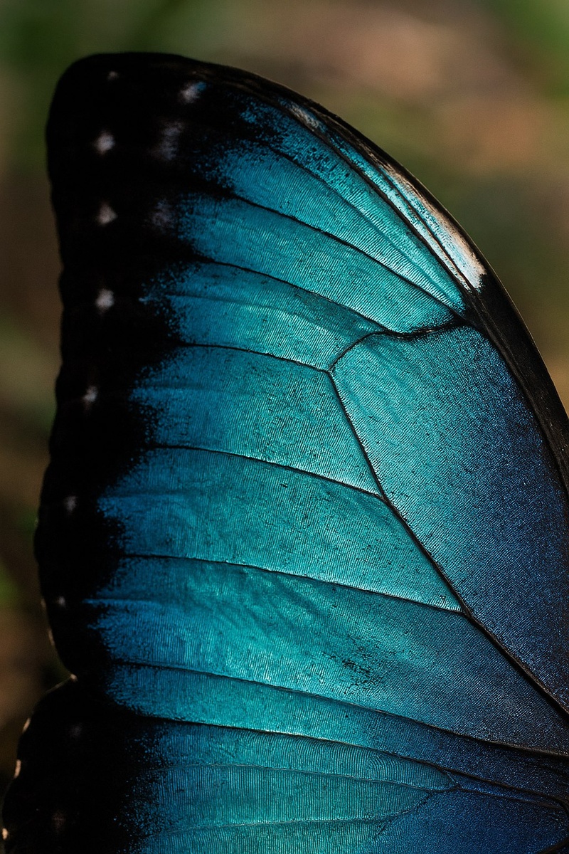 Тысячи чешуек складываются в узор, как мозаика.