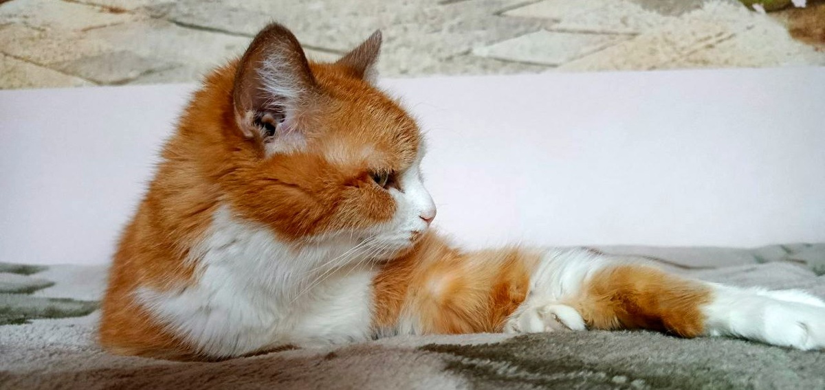 Иногда Руфус очень серьезен