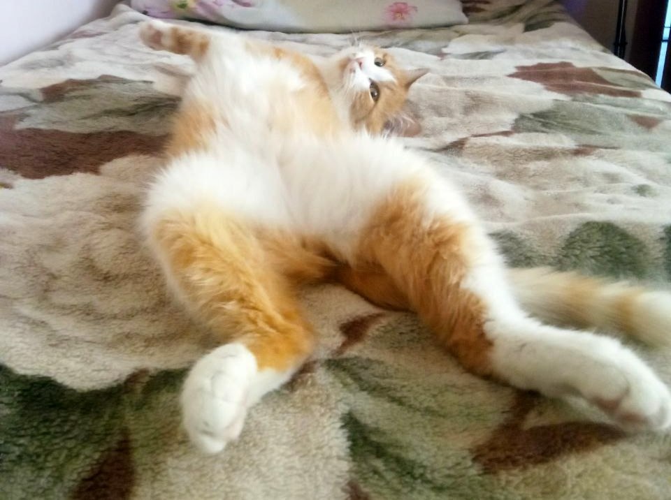 Иногда он нахально доволен