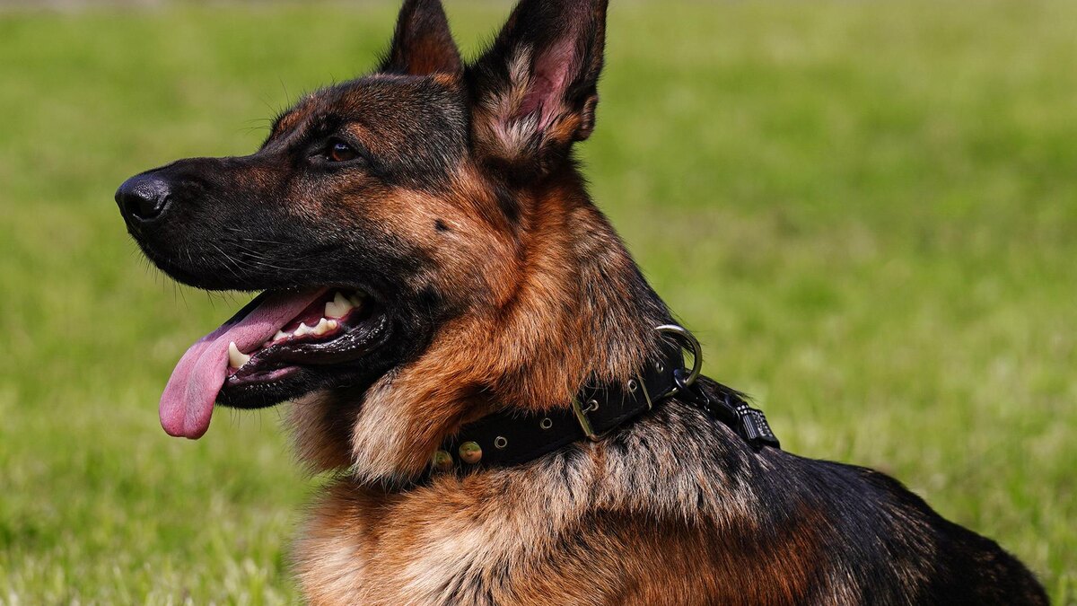    Фото: ИЗВЕСТИЯ/Анна Селина